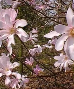 Leonard Messel Magnolia Tree - 4 inch Pot - Live Outdoor Flowering Tree - Image 1