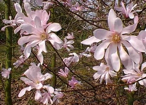 Leonard Messel Magnolia Tree - 4 inch Pot - Live Outdoor Flowering Tree - Image 1