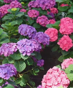 Let's Dance Big Band Hydrangea Live Plant – 4 inch Pot – Outdoor Shrub - Image 2