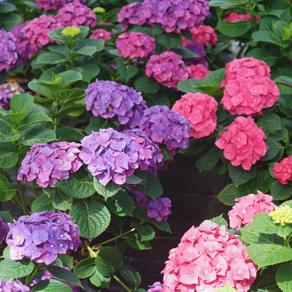 Let's Dance Big Band Hydrangea Live Plant – 4 inch Pot – Outdoor Shrub - Image 2