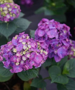 Let's Dance Big Band Hydrangea Live Plant – 4 inch Pot – Outdoor Shrub - Image 3