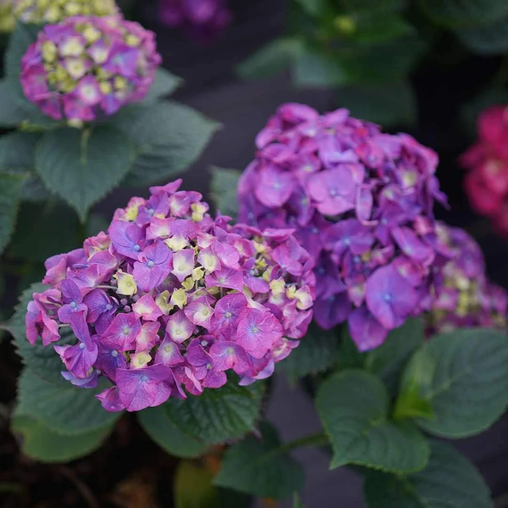 Let's Dance Big Band Hydrangea Live Plant – 4 inch Pot – Outdoor Shrub - Image 3