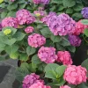 Let's Dance Big Band Hydrangea Live Plant – 4 inch Pot – Outdoor Shrub - Image 1
