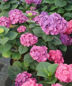 Let's Dance Big Band Hydrangea Live Plant – 4 inch Pot – Outdoor Shrub - Image 1