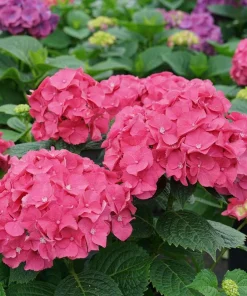 Let's Dance Big Band Hydrangea Live Plant – 4 inch Pot – Outdoor Shrub - Image 4