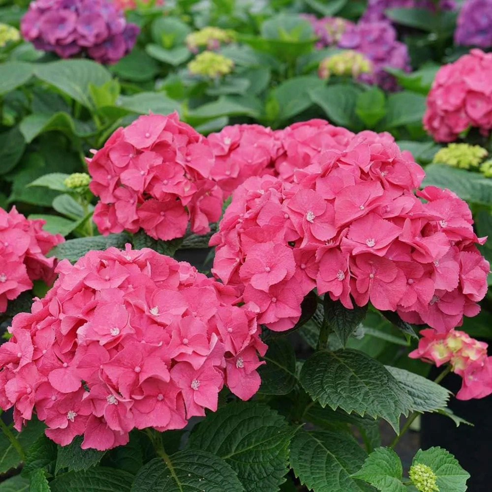 Let's Dance Big Band Hydrangea Live Plant – 4 inch Pot – Outdoor Shrub - Image 4