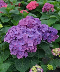 Let's Dance Big Band Hydrangea Live Plant – 4 inch Pot – Outdoor Shrub - Image 5