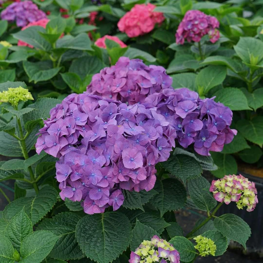 Let's Dance Big Band Hydrangea Live Plant – 4 inch Pot – Outdoor Shrub - Image 5