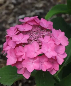 Let's Dance Hot Stepper Hydrangea Live Plant - 4 inch Pot - Pink Flowers - Image 2