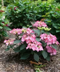 Let's Dance Hot Stepper Hydrangea Live Plant - 4 inch Pot - Pink Flowers - Image 3