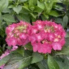 Let's Dance Hot Stepper Hydrangea Live Plant - 4 inch Pot - Pink Flowers - Image 1