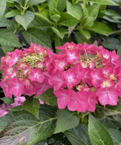 Let's Dance Hot Stepper Hydrangea Live Plant - 4 inch Pot - Pink Flowers - Image 1