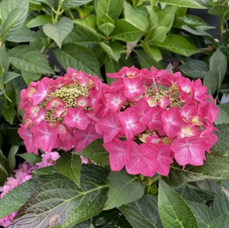 Let's Dance Hot Stepper Hydrangea Live Plant - 4 inch Pot - Pink Flowers - Image 1