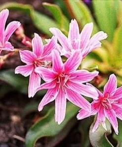 Lewisia Seeds 'Little Plum' - 20 Perennial Flower Seeds for Garden - Image 2