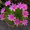Lewisia Seeds 'Little Plum' - 20 Perennial Flower Seeds for Garden - Image 1
