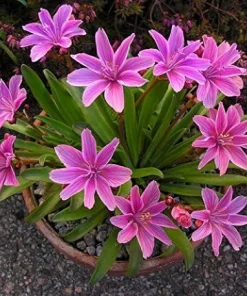 Lewisia Seeds 'Little Plum' - 20 Perennial Flower Seeds for Garden - Image 1