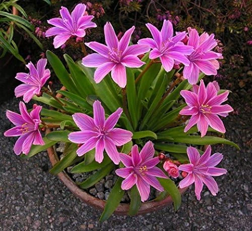 Lewisia Seeds 'Little Plum' - 20 Perennial Flower Seeds for Garden - Image 1