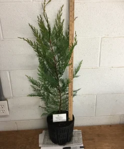 Leyland Cypress Tree Live Plant – 1 Gallon Pot – Outdoor Privacy & Windbreak - Image 3
