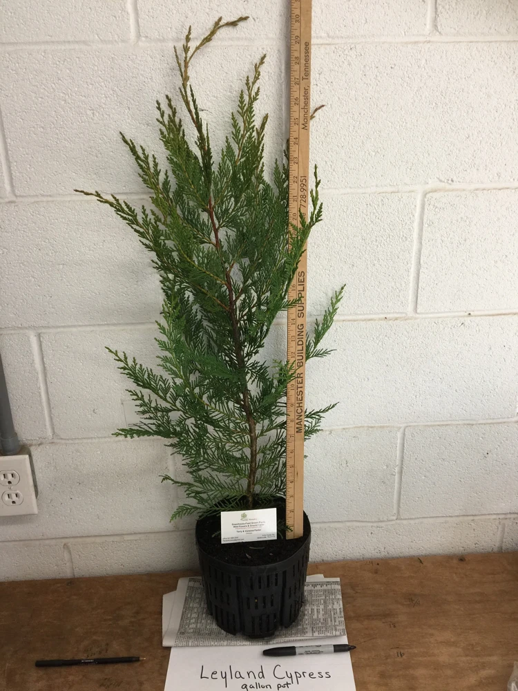 Leyland Cypress Tree Live Plant – 1 Gallon Pot – Outdoor Privacy & Windbreak - Image 3