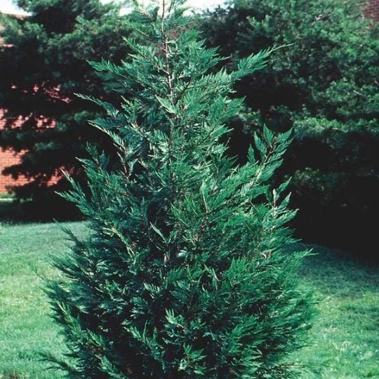 Leyland Cypress Tree Live Plant – 1 Gallon Pot – Outdoor Privacy & Windbreak - Image 1
