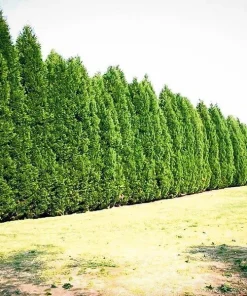 Leyland Cypress Tree Live Plant – 1 Gallon Pot – Outdoor Privacy & Windbreak - Image 4