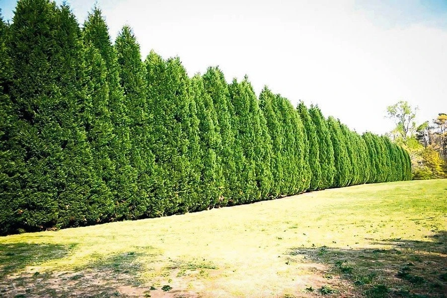 Leyland Cypress Tree Live Plant – 1 Gallon Pot – Outdoor Privacy & Windbreak - Image 4