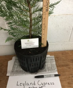 Leyland Cypress Tree Live Plant – 1 Gallon Pot – Outdoor Privacy & Windbreak - Image 5