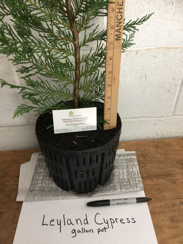 Leyland Cypress Tree Live Plant – 1 Gallon Pot – Outdoor Privacy & Windbreak - Image 5