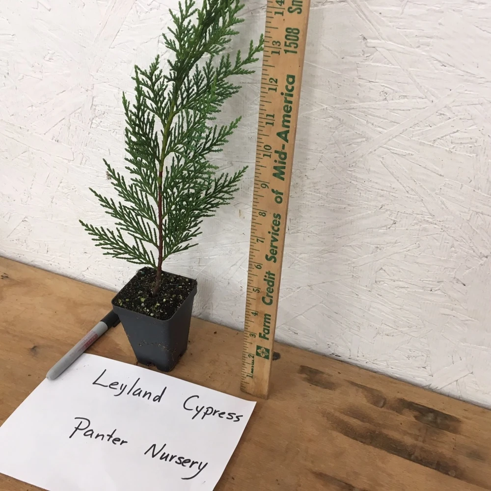 Leyland Cypress Tree Live Plant – 6-12 inch Tall in 2.5 inch Pot – Fast Growing Evergreen - Image 2
