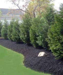 Leyland Cypress Tree Live Plant – 6-12 inch Tall in 2.5 inch Pot – Fast Growing Evergreen - Image 3