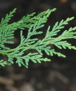 Leyland Cypress Tree Live Plant – 6-12 inch Tall in 2.5 inch Pot – Fast Growing Evergreen - Image 4