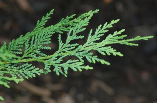 Leyland Cypress Tree Live Plant – 6-12 inch Tall in 2.5 inch Pot – Fast Growing Evergreen - Image 4
