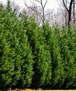 Leyland Cypress Tree Live Plant – 6-12 inch Tall in 2.5 inch Pot – Fast Growing Evergreen - Image 5