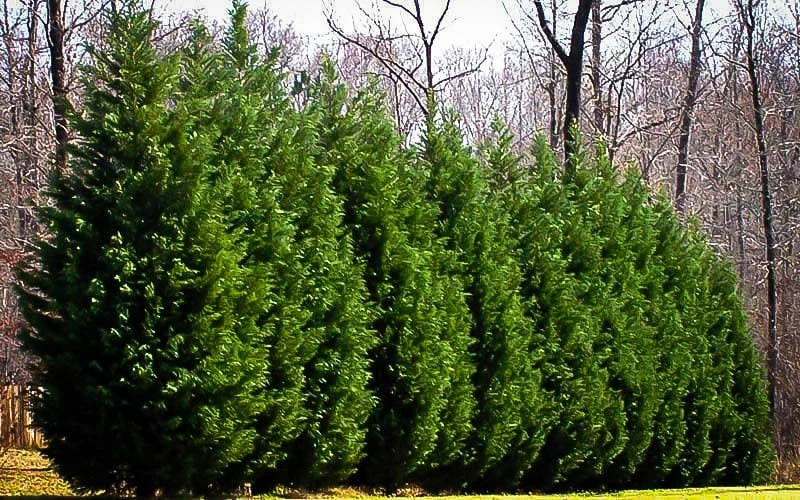 Leyland Cypress Tree Live Plant – 6-12 inch Tall in 2.5 inch Pot – Fast Growing Evergreen - Image 5