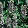 Licorice Mint Anise Hyssop Seeds - 100 Seeds, Hardy Perennial Herb - Image 1