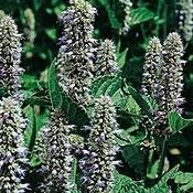 Licorice Mint Anise Hyssop Seeds - 100 Seeds, Hardy Perennial Herb - Image 1