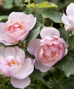Light Pink Climbing Rose Live Plant – 3 Inch Pot – Fragrant Flowering Vine - Image 2