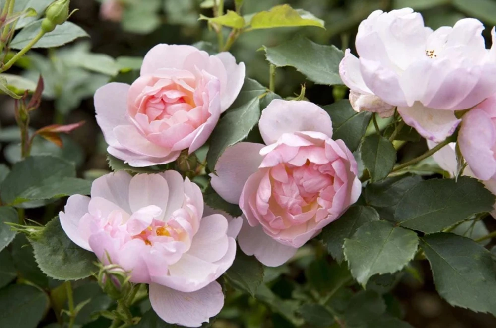 Light Pink Climbing Rose Live Plant – 3 Inch Pot – Fragrant Flowering Vine - Image 2