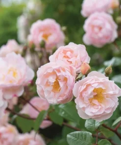 Light Pink Climbing Rose Live Plant – 3 Inch Pot – Fragrant Flowering Vine - Image 3