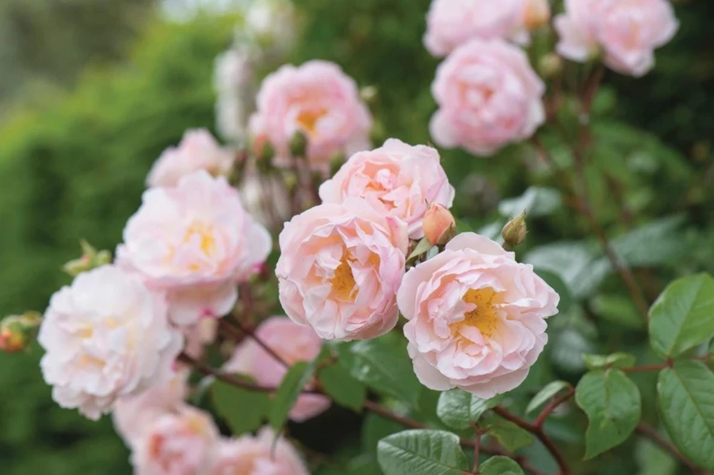 Light Pink Climbing Rose Live Plant – 3 Inch Pot – Fragrant Flowering Vine - Image 3