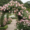 Light Pink Climbing Rose Live Plant – 3 Inch Pot – Fragrant Flowering Vine - Image 1