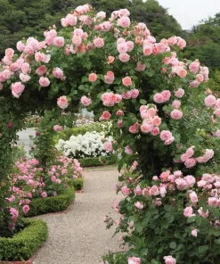 Light Pink Climbing Rose Live Plant – 3 Inch Pot – Fragrant Flowering Vine - Image 1