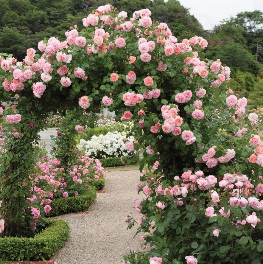 Light Pink Climbing Rose Live Plant – 3 Inch Pot – Fragrant Flowering Vine - Image 1