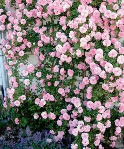 Light Pink Climbing Rose Live Plant – 3 Inch Pot – Fragrant Flowering Vine - Image 6