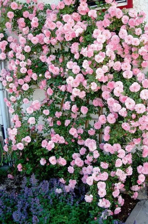 Light Pink Climbing Rose Live Plant – 3 Inch Pot – Fragrant Flowering Vine - Image 6