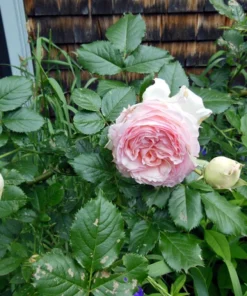 Light Pink Climbing Rose Live Plant – 4