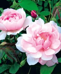 Light Pink Climbing Rose Live Plant – 4