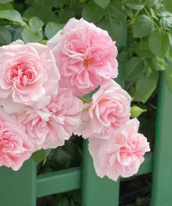 Light Pink Climbing Rose Live Plant – 4