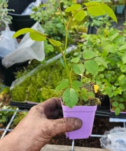 Light Pink Climbing Rose Live Plant – 4