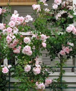 Light Pink Climbing Rose Live Plant – 4